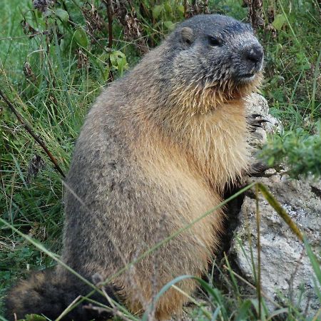 Apartament La P'Tite Marmotte Gavarnie Zewnętrze zdjęcie